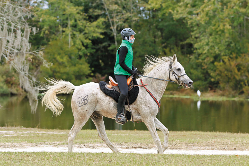 Endurance ecuestre: un lazo único entre jinete y caballo – Revista Mundo Equino