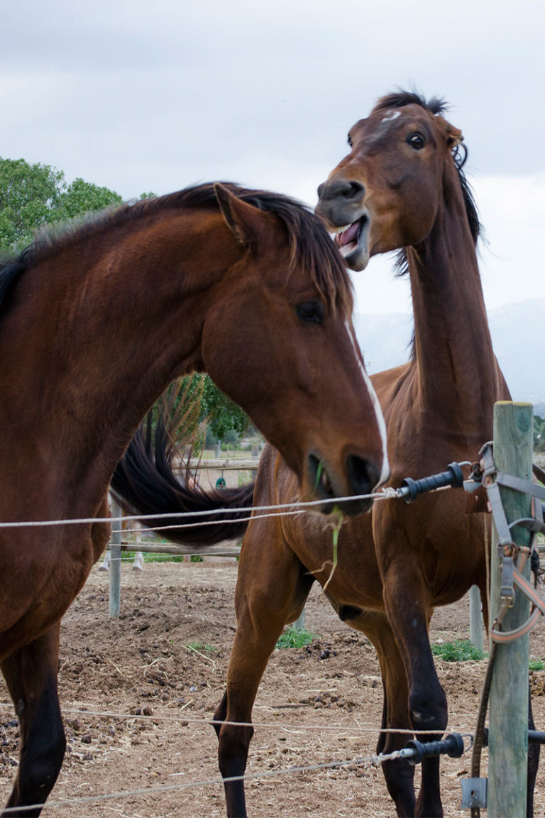 7 Tips Para Reconocer El Lenguaje Corporal De Los Caballos – Revista ...