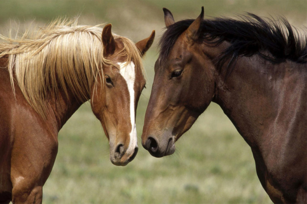 Comunicación con caballo mediante señales